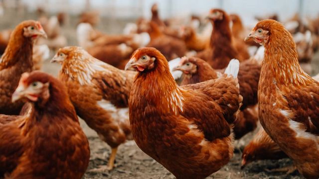 Zuwachs bei der Hühner-Gang