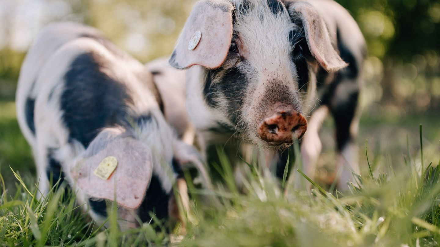 schweinchen26