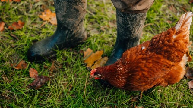 Warum unsere Eier vom Marienhof BESONDERS sind