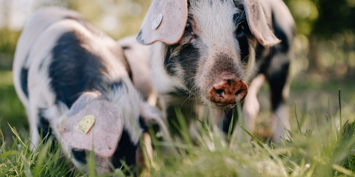 schweinchen26
