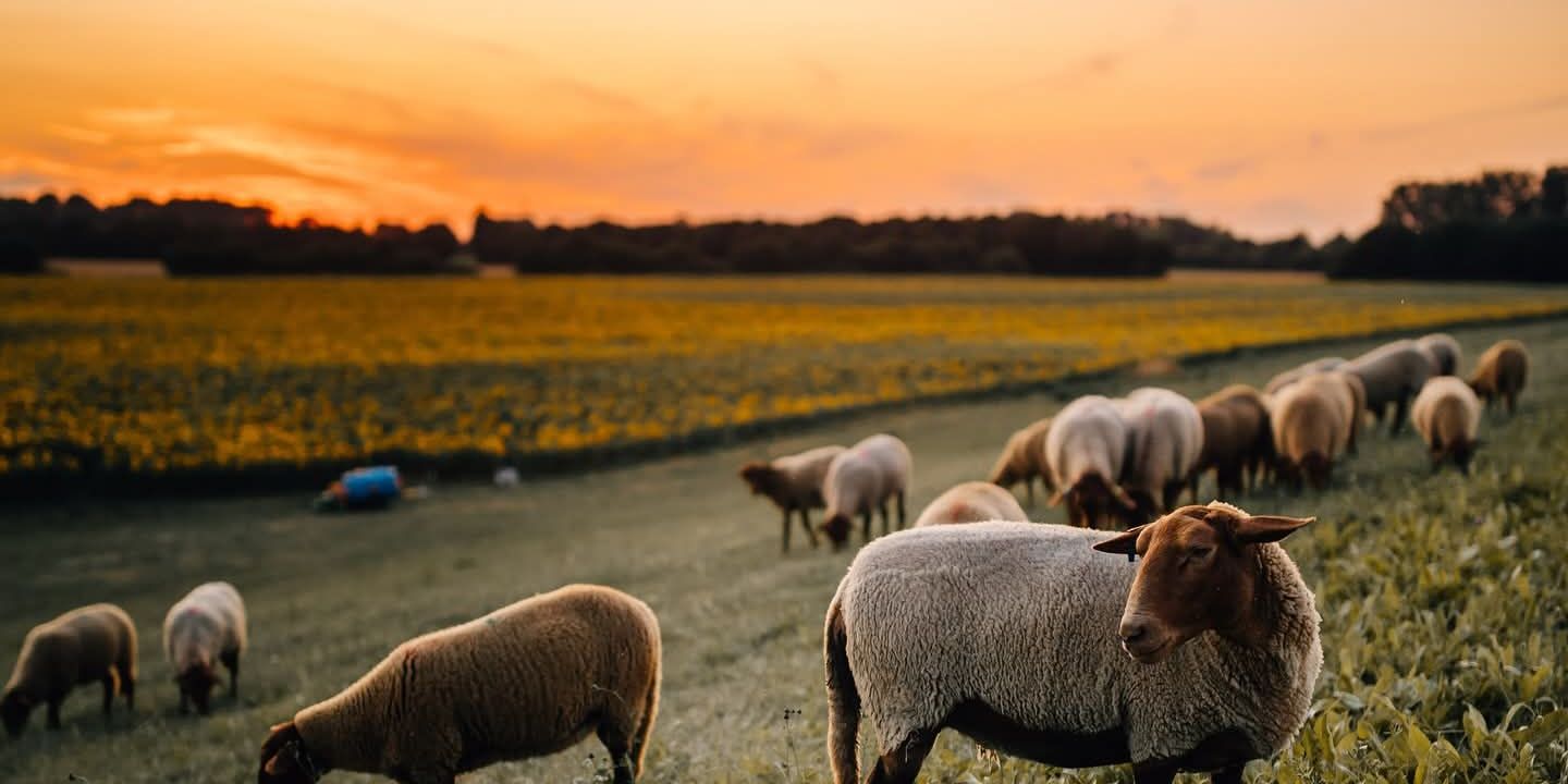 schafesonnenuntergang