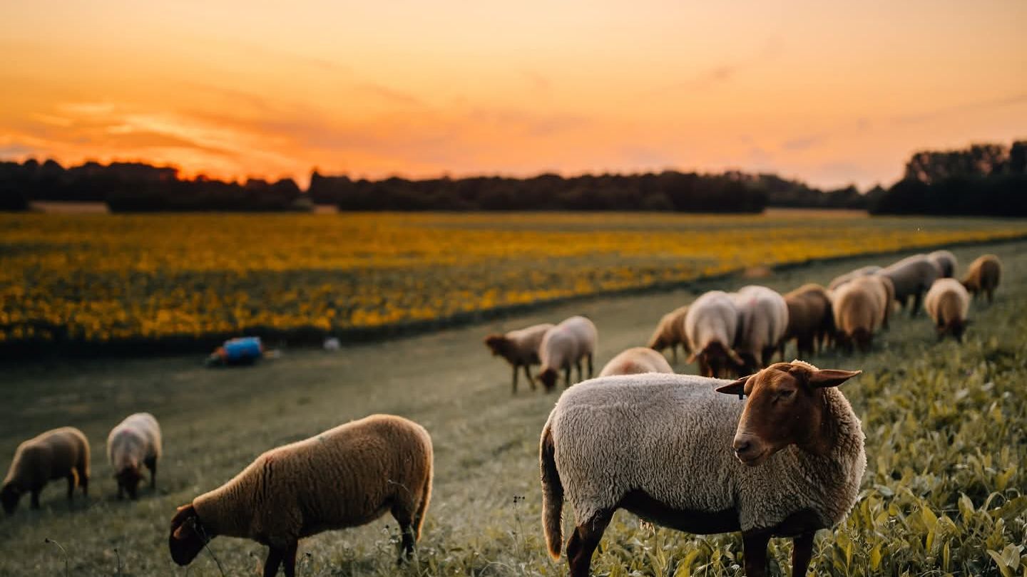 schafesonnenuntergang