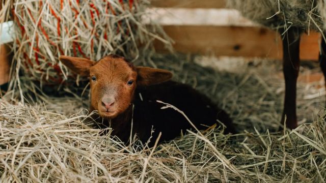 1. Lämmchen des Jahres