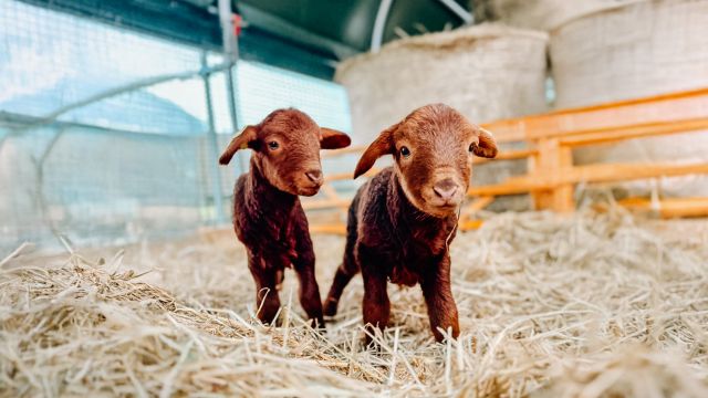 Weiterer Nachwuchs auf dem Marienhof!